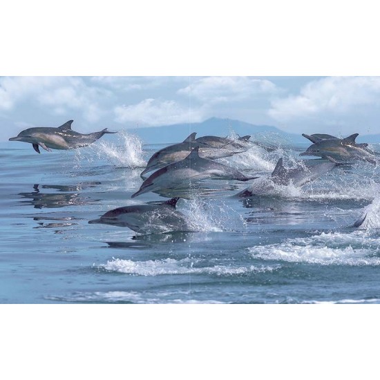 60/100 Viola deco set Dolphins blue